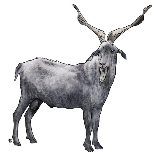 Bouc du Rove