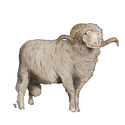 Bélier Merinos d'Arles