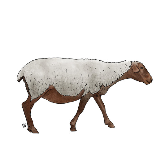 Brebis Mourerous