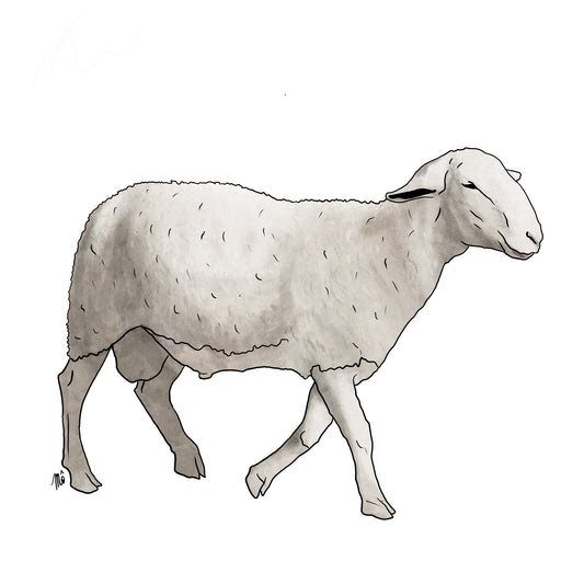 Brebis Préalpes